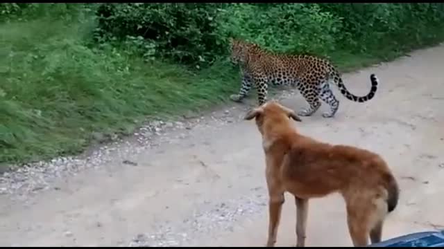 Dog vs leopard who will winer? / Funny video