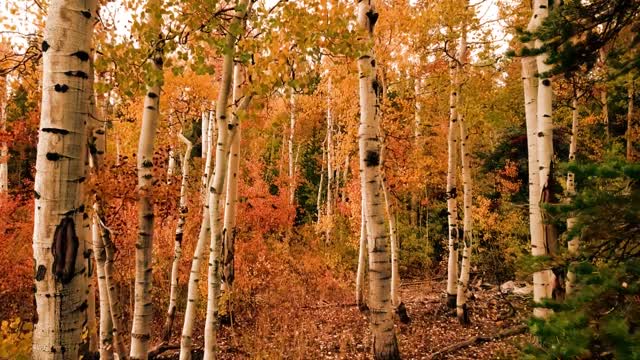 beauty of nature - Timelapse