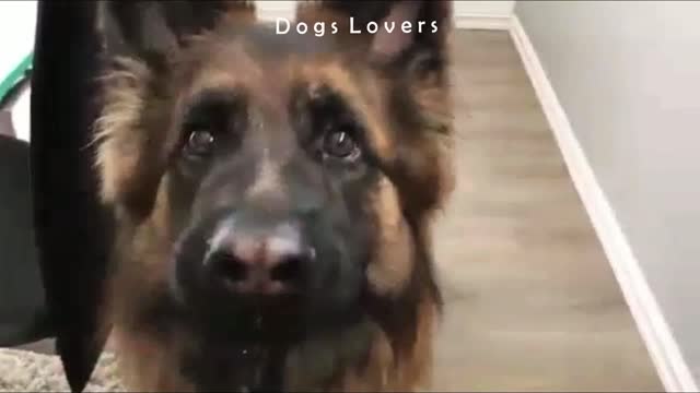 A Dog Takes Breakfast With A Fork.