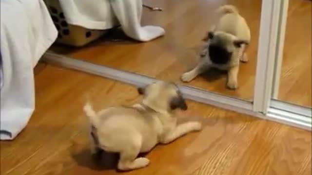 Top 10 Funny and Cute Dog Videos For Entertainment Dogs Videos and Funny Things