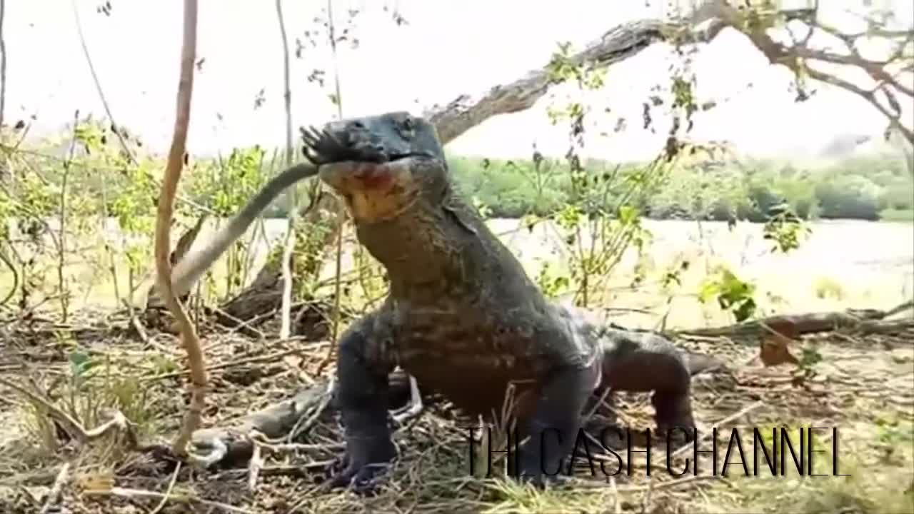 komodo dragon swallows monkey whole