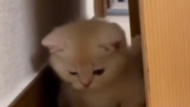 HELLO CUTE CAT