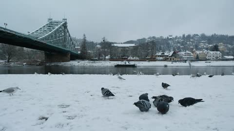 Gray Birds Picking Up Hiding Food Under Bridge