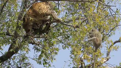 Panther attempts to shake monkey from tree