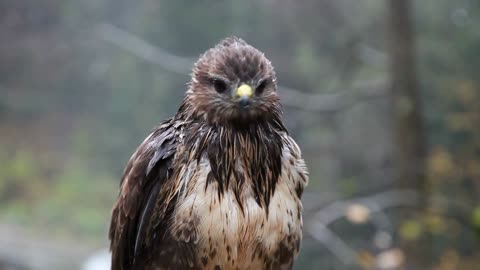 Beautiful hawk in the forest