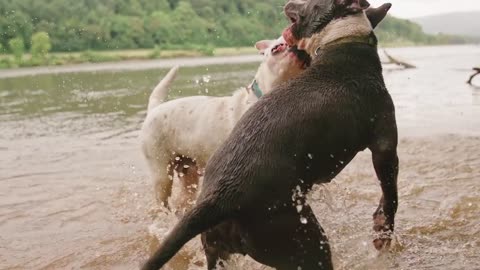 Two wonderful friends having fun in the water