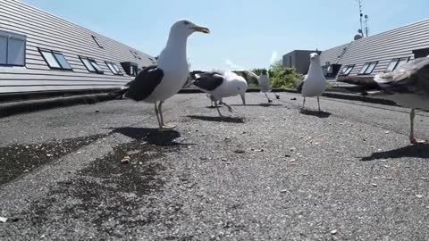 A seagull that came aiming for food that cats are eating.