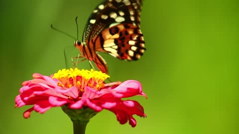 Beautiful butterfly eating a beautiful flower