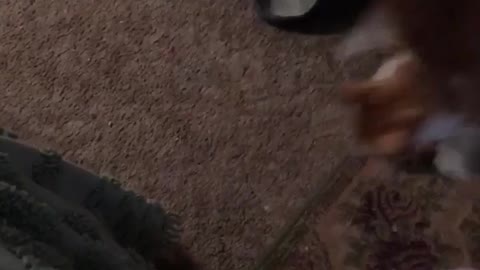 Cats vs snake