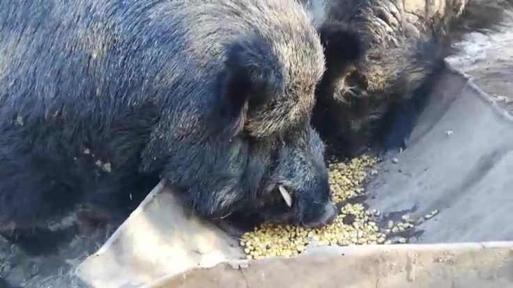 Giant Trophy Wild boar having a munch with his Family