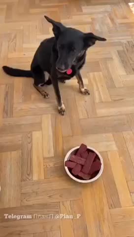 No more treats thank you