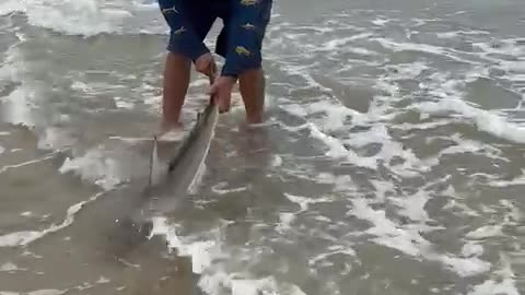 Releasing The Shark