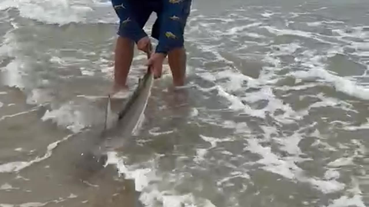 Releasing The Shark