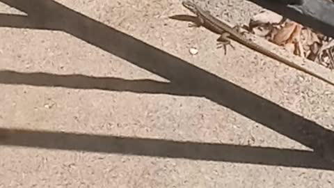 My friend came back.