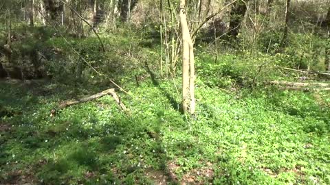 Anston Stones, Lindrick Dale and Chesterfield Worksop Canal circular walk