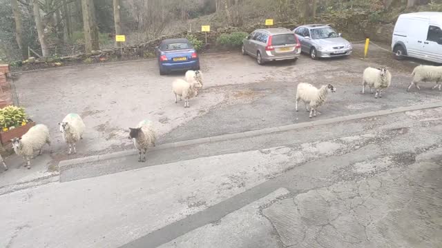 Asks Sheep to Leave and Stick to Lockdown Rules Amid Coronavirus