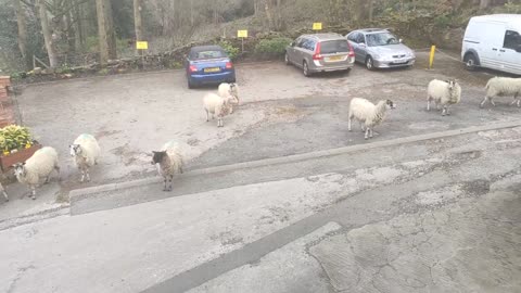 Asks Sheep to Leave and Stick to Lockdown Rules Amid Coronavirus