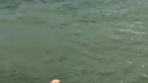 funny funny videos