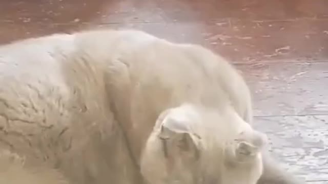 Usa cat ???