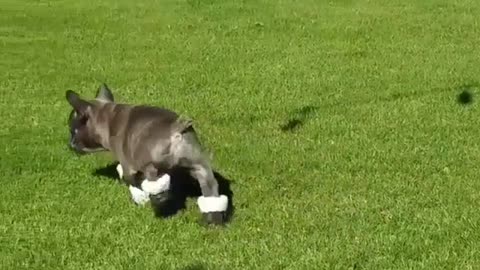 Black frenchie puppy wearing furry boots