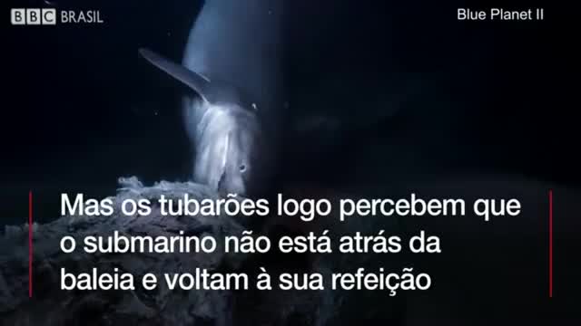 tubarões gigantes atacam tripulação de submarino