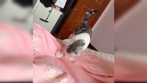 💝Cats funny moments💝