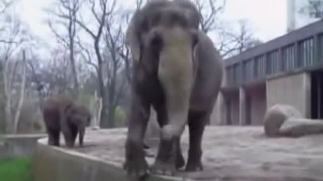 Elephant jump video
