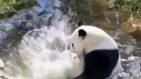 Panda enjoying in water