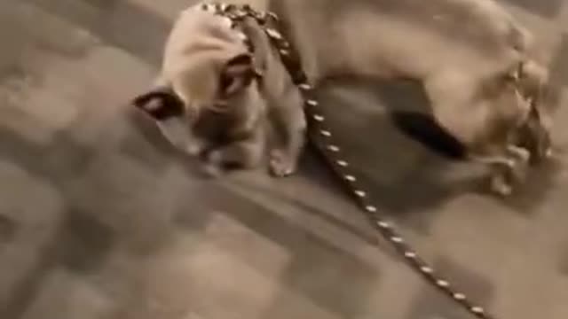 Other dog vs my dog