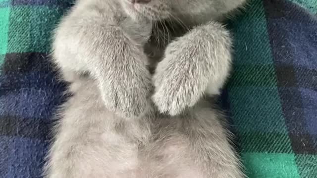 "there’s never a bad day when Delphi’s around 💙☀️"