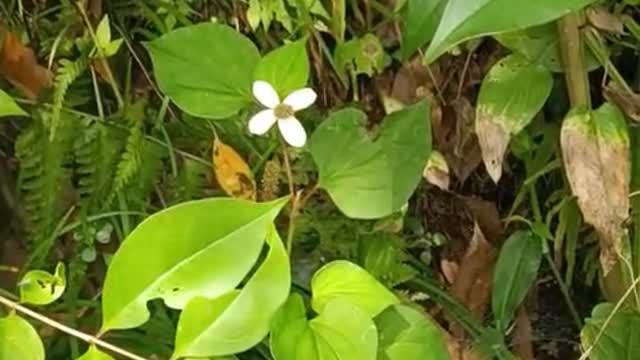 White flowers accompany birds chirping