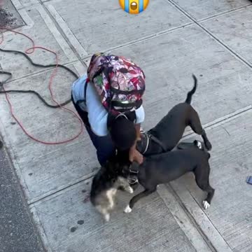 TWO DOG are attack a puppy