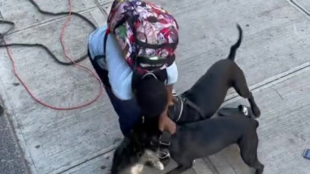 TWO DOG are attack a puppy