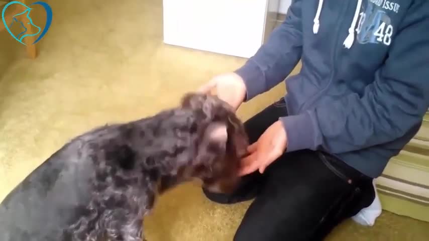 Funny Dogs Reaction To Magic Tricks