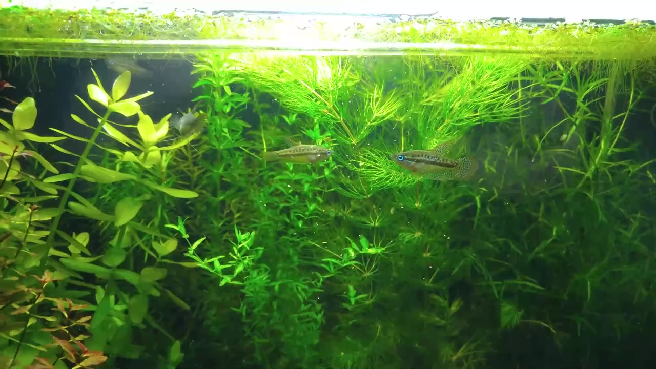 4 Months Update - Eggs Hatched, Baby, NO filter, NO CO2, NO Ferts 5 Gallon Nano Tank