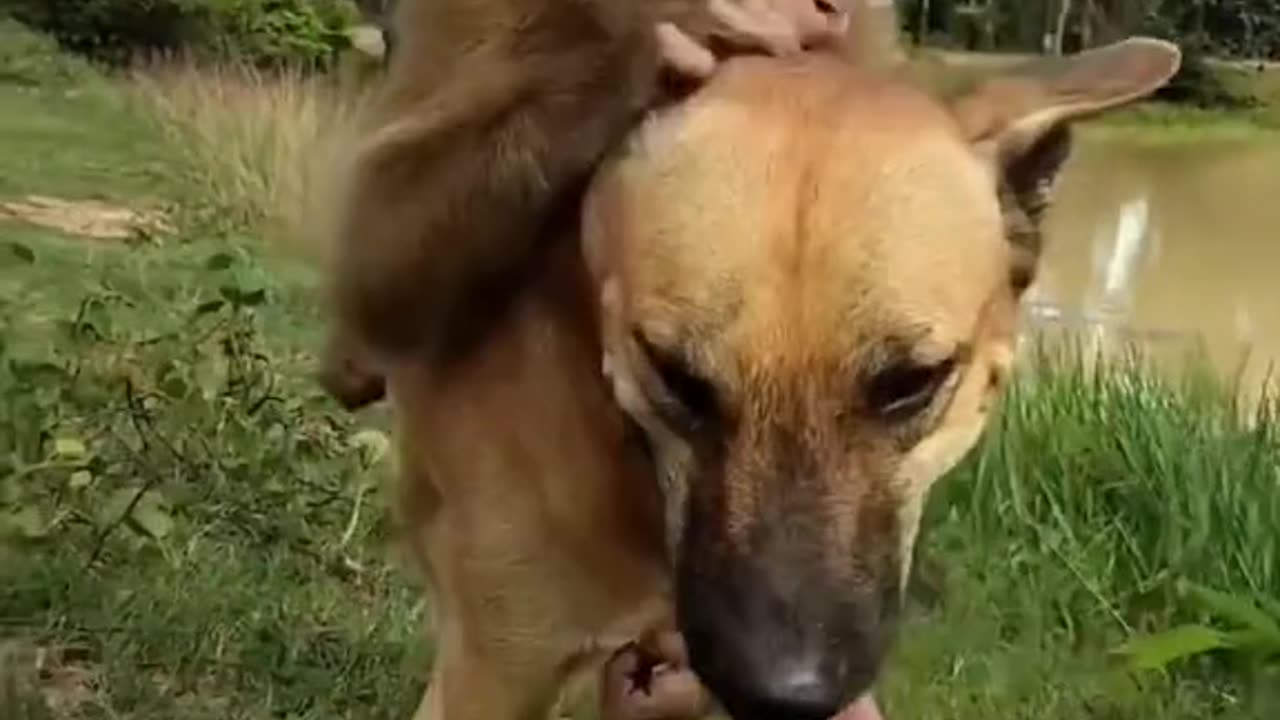 What a naughty little monkey #Fantastic Beasts in Tik Tok...