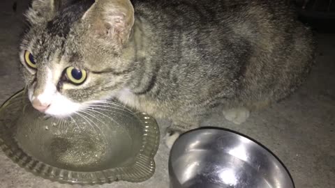 The cat is vigilant and drinks water