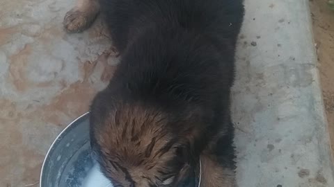 puppy drinking milk