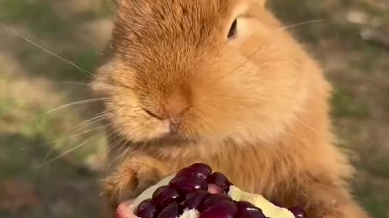 This bunny eats a pomegranate and slurping so amusably😇😍