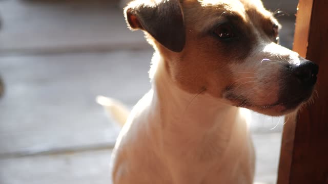 Cão Bonito