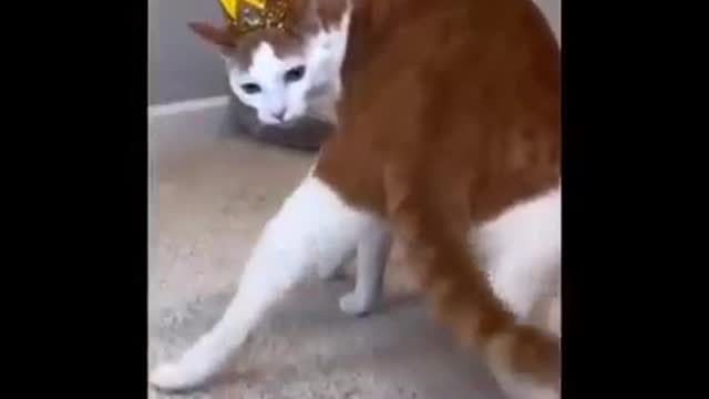 Funny cats2 😍 😍 😍 😍 😍 😍