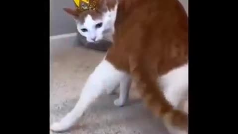 Funny cats2 😍 😍 😍 😍 😍 😍