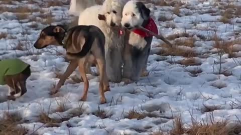 White dogs both carrying same stick outside