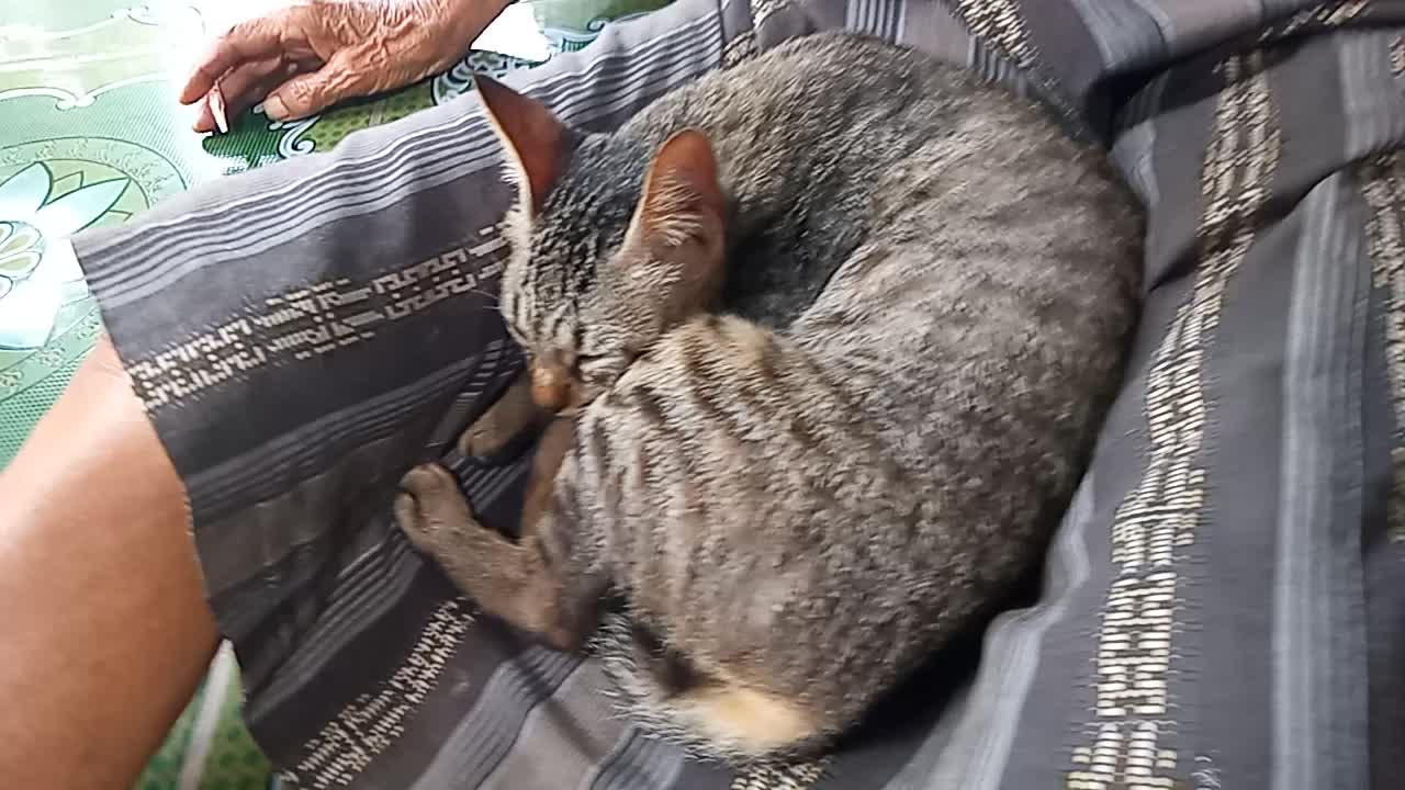 Cat always wants to sleep on owner's lap