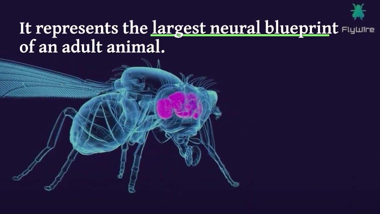 Complete Neural Blueprint: Scientists Map Over 50 Million Connections in Fruit Fly Brain