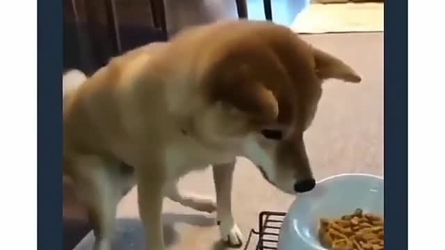 Similar situation strikes when your dog sees food and you and u command him to "stay"!...🐶