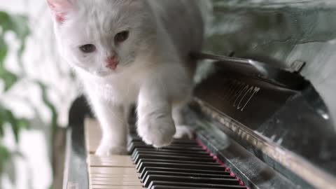 Cat playing Piano very will