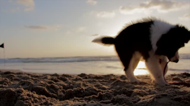 happy puppy at the beach