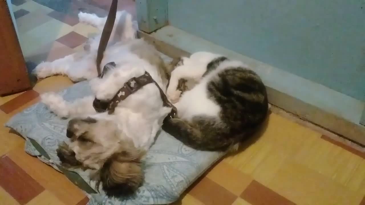 My dog sleeps the cat after a fight haha