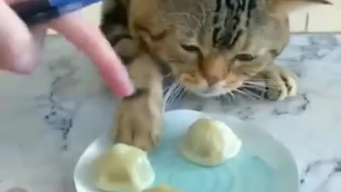 Cat funny videos 😂